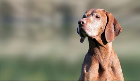When is My Dog a Senior?