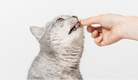 Cooling Treats For Cats