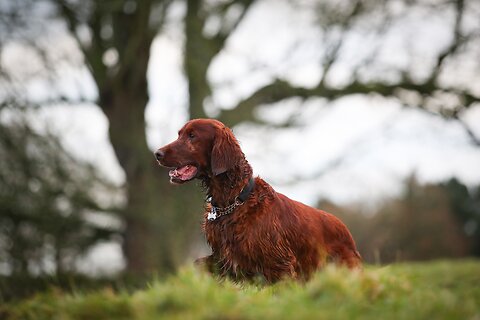 How to Care for a Senior Dog