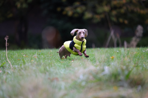 Preparing Your Pet For Spring