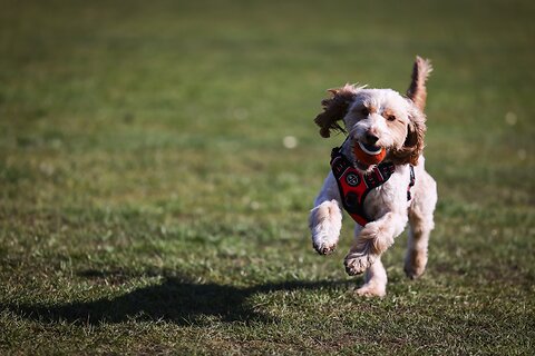 How to Plan the Perfect Dog Picnic
