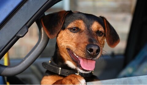 Car Safety For Dogs in Summer