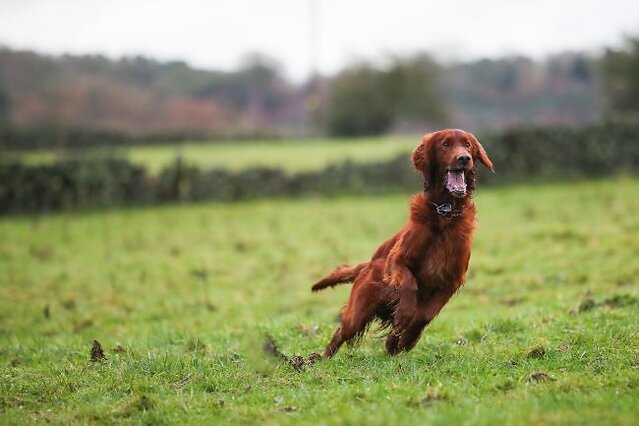 Dog running in field.