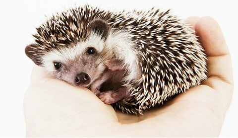 Hedgehog Care Guide