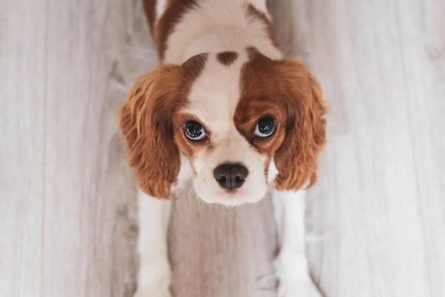 Dog looking upwards.