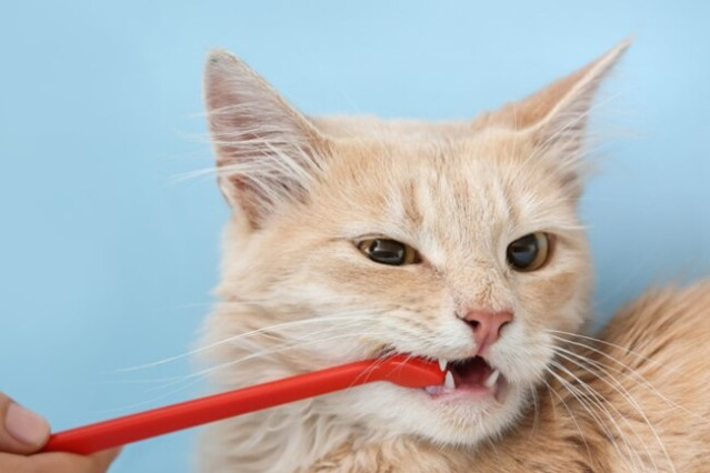 Cat getting their teeth cleaned.