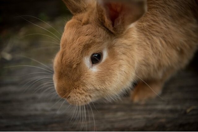 Rabbit is sitting inside hutch.