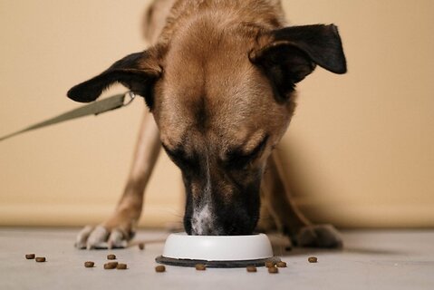 Changing Dog Food: How to do It The Right Way