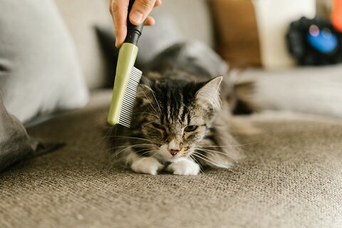 Cat Hair Allergy: How to Manage it at Home