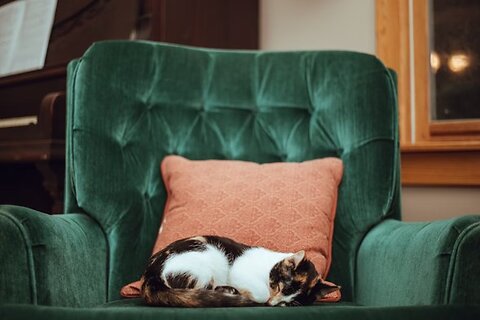 How to Move a Cat to a New Home: Things to Know