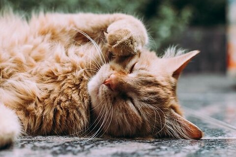 Allergies in Cats