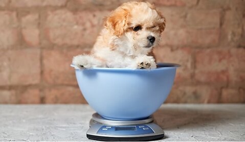 A Guide to Healthy Puppy Weight