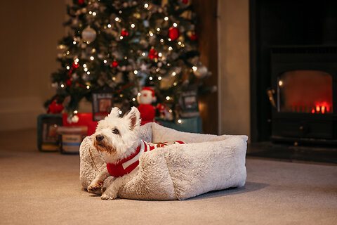 Keeping your pets safe at Christmas