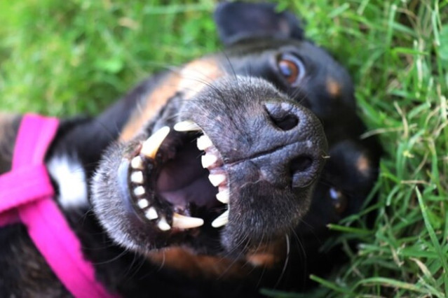 Dog's mouth wide open.