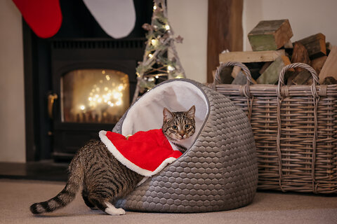 Christmas Cat Treats Recipe