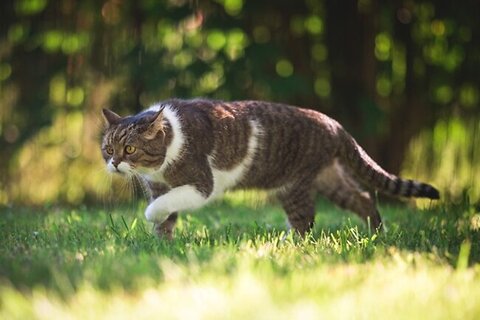How to Stop Your Cat from Hunting