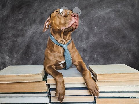Matching Dog and Owner Outfits: Our Top Tips
