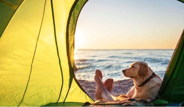 Dog by the tent.