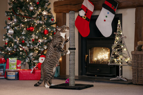 How to Create a Cat-Proof Christmas Tree