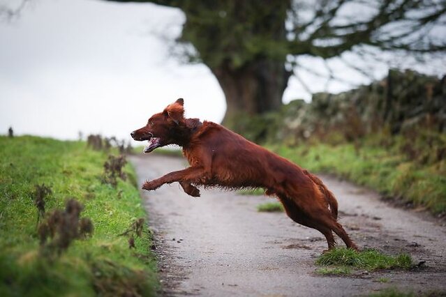 Dog mid jump.