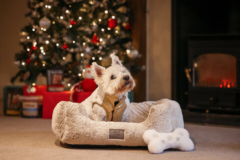 How To Make a Dog a Christmas Eve Box