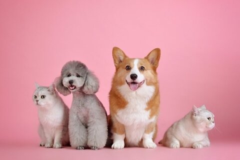 First Time Pet Parent Guide