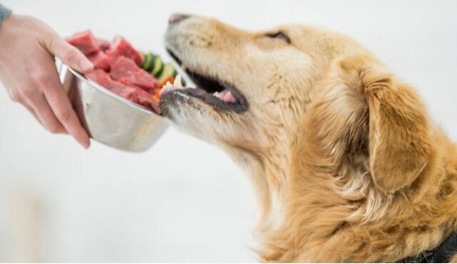 Dog being fed.