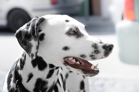 Is Bad Breath in Dogs a Sign of Illness?