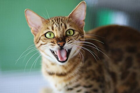 Cat Dental Treats