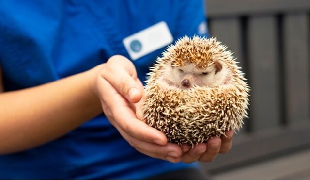 Exotic pet.