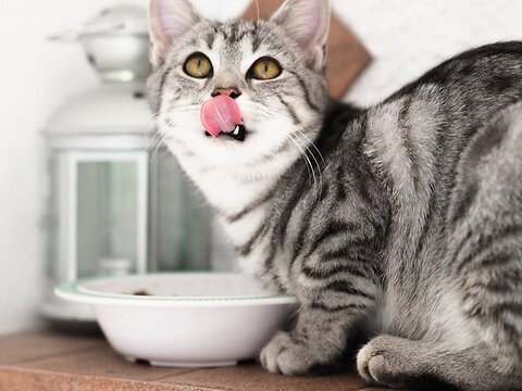 The Ultimate Cat Feeding Guide