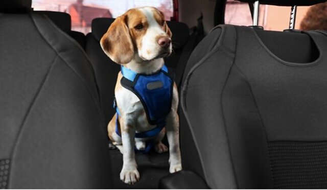 Dog sitting in the car.