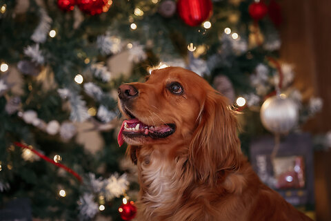 DIY Dog Advent Calendar