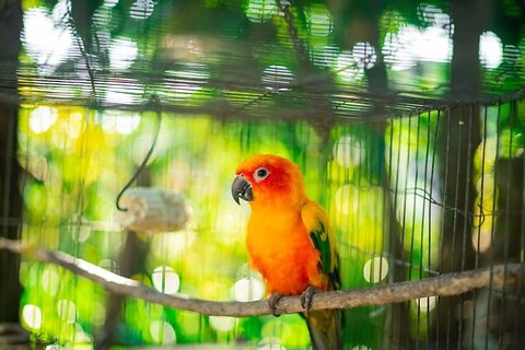 The Best Birds to Keep as a Pet