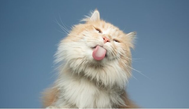 Cat poking tongue out.