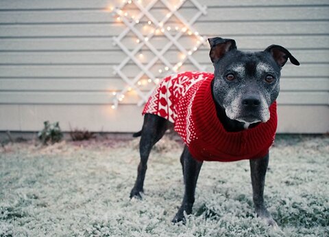 Dressing Your Dog For Winter