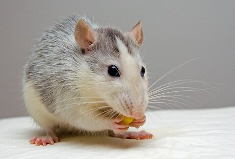 Caring for a Rat: The Complete Guide to Rat Care