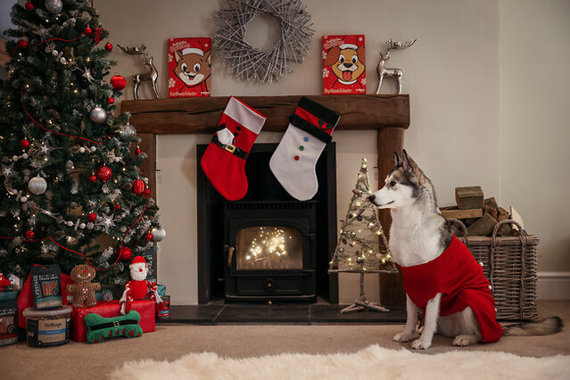 Dog looking at the Christmas tree.