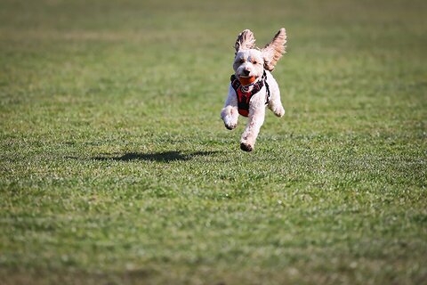 Bank Holiday Ideas With Your Pet