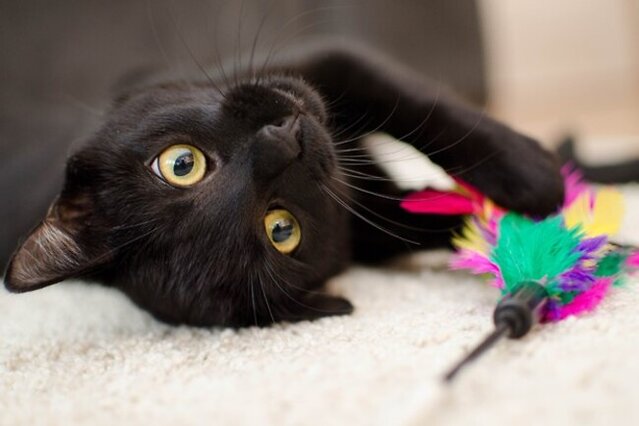 Cat lying down and looking up.