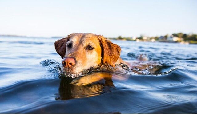 Dog swimming in the sea.