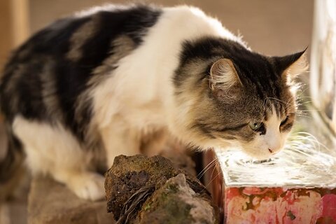 Antifreeze Poisoning in Cats