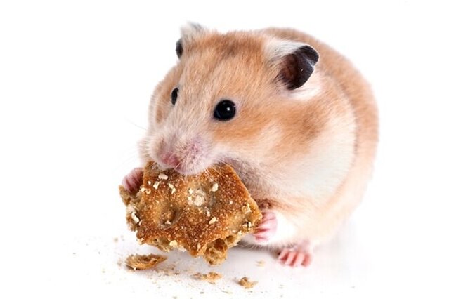 Hamster eating.