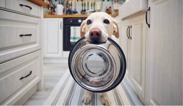 Dog with bowl in their mouth.