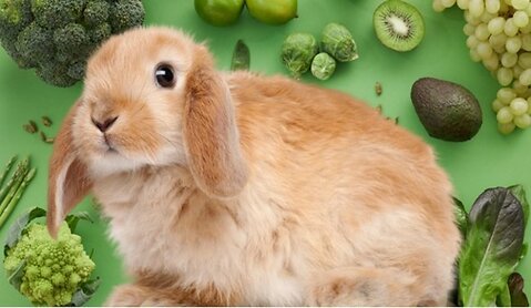 What Not To Feed Your Rabbit