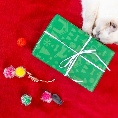 image of cat with Christmas present