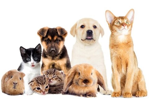 How Much Does Owning a Pet Cost?
