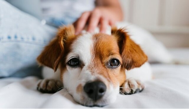 Dog being stroked by their owner.