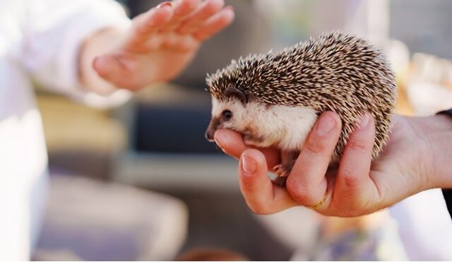 Hedgehog in hand.