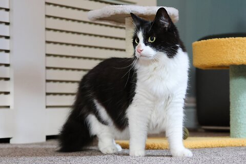 How to Care for a Senior Cat